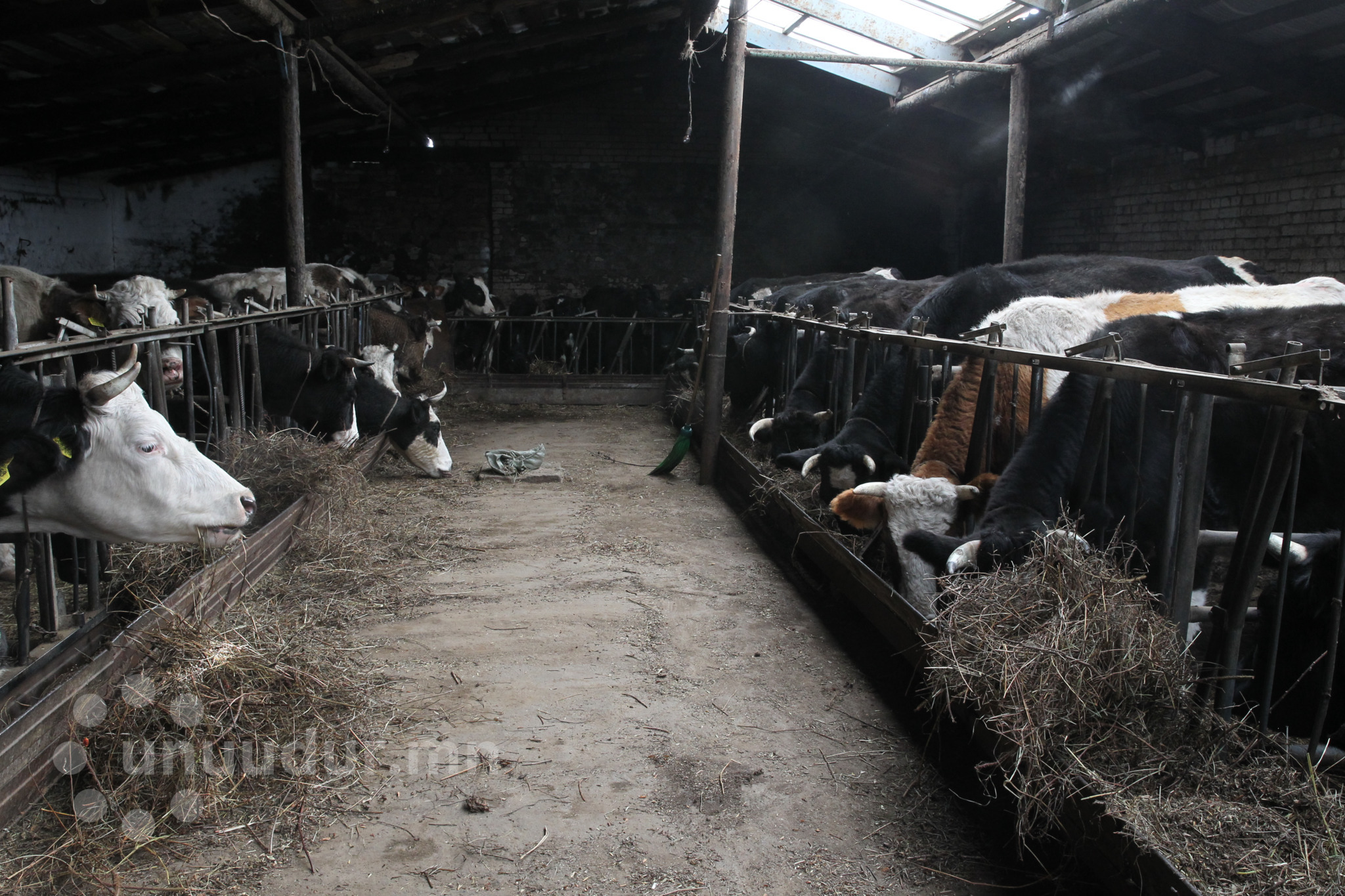 Уух сүүгээ “урд, хойд айлаасаа гуйсаар л” байна